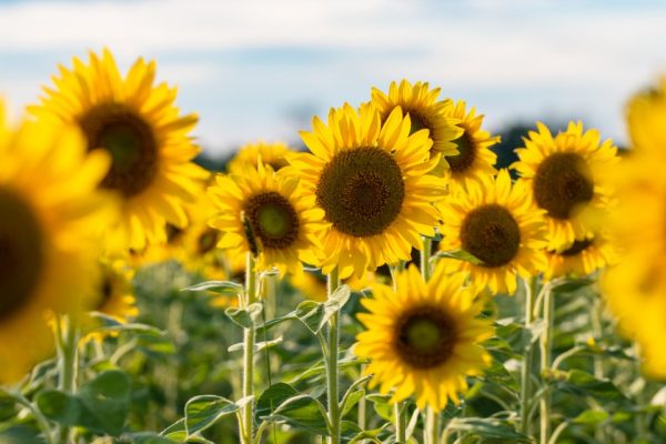 Sunflower May’s Most Beautiful Blooms of Joy