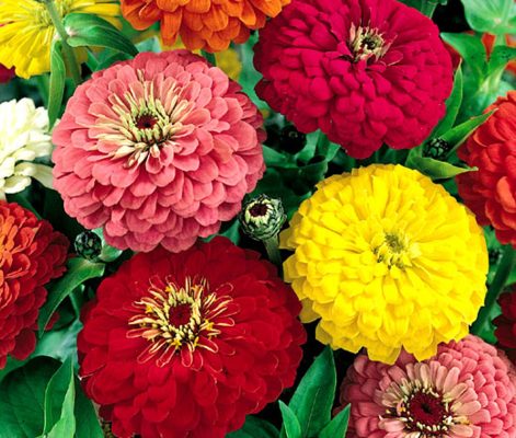 Zinnias